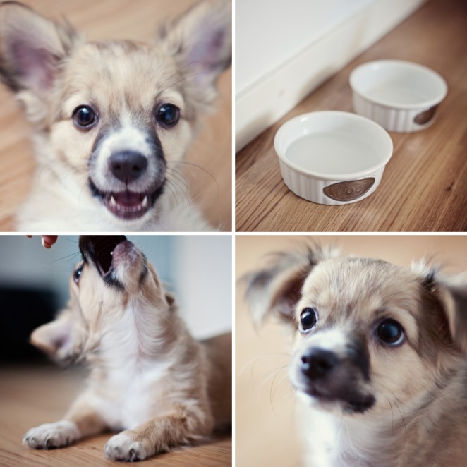 milo bloggen